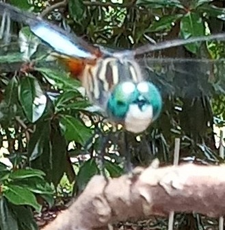 Beautiful Blue Dasher Dragonfly is one of the beneficial species of insects photographed in my backyard.  How many small animals can you discover and record in and around your home or property in Quitman and Clarke County?