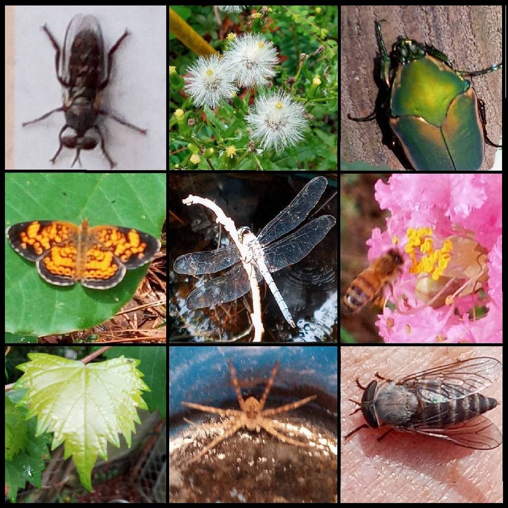 The Naturalist: A photo collage of wildlife in the Piney Woods.  Source: https://www.cafepress.com/toppics/17415378.