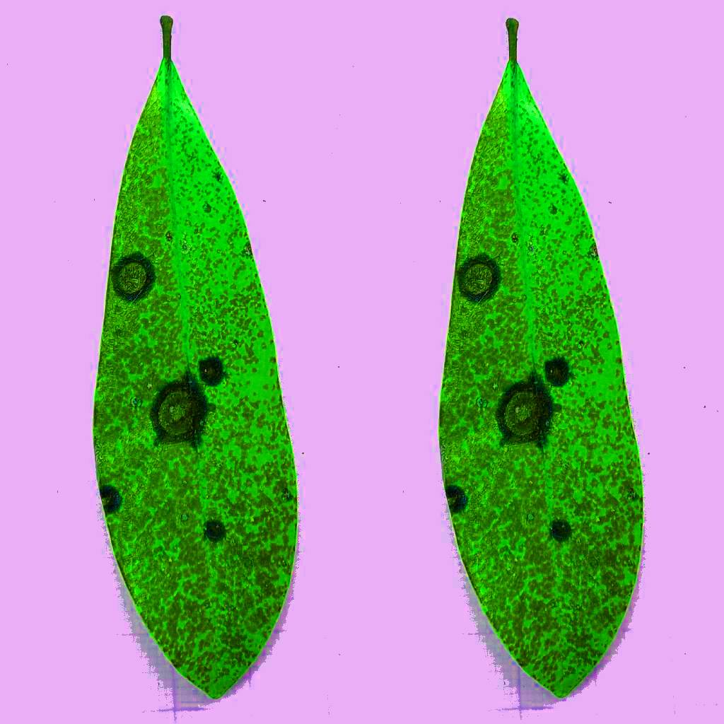 No two Magnolia leaves are exactly alike, 
unless you use Photoshop.