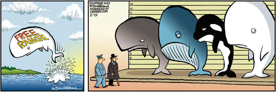 Free Range for Feb 19, 2023