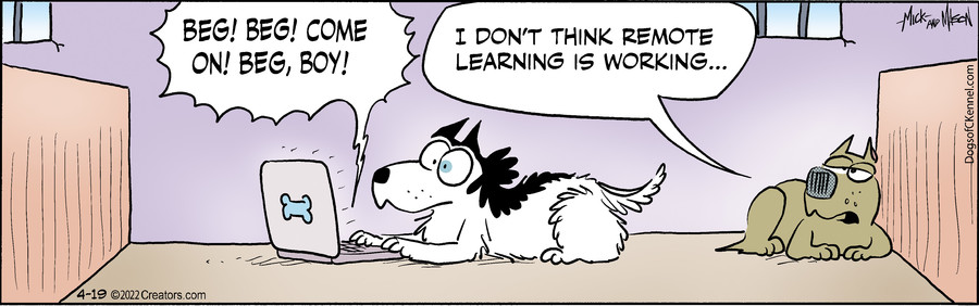 Dogs of C-Kennel for Apr 19, 2022
