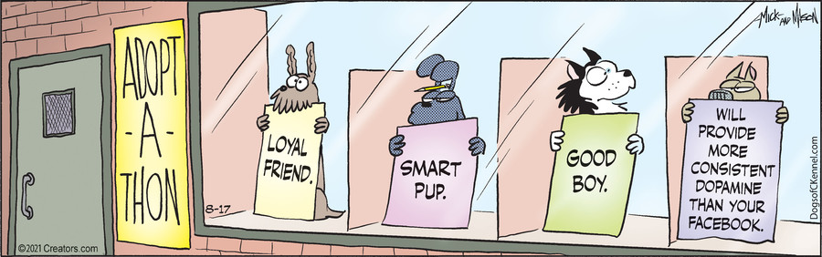 Dogs of C-Kennel for Aug 17, 2021