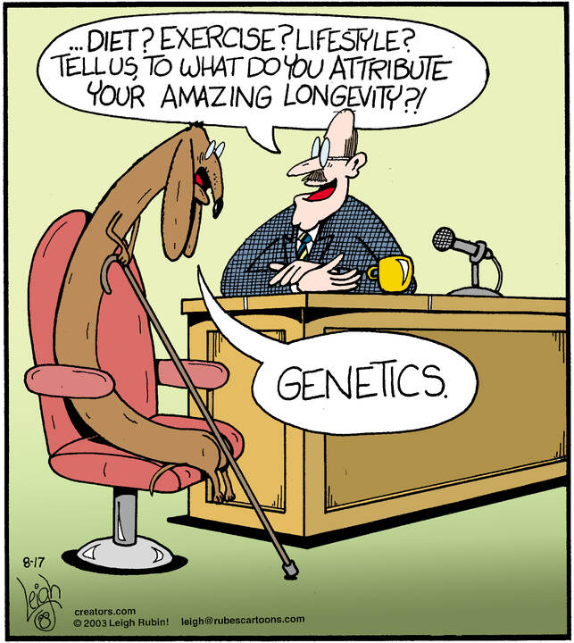 Rubes® for Aug 17, 2024