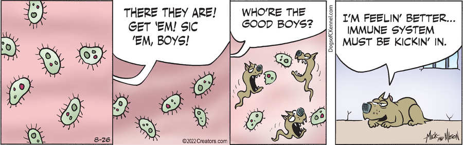 Dogs of C-Kennel for Aug 26, 2022