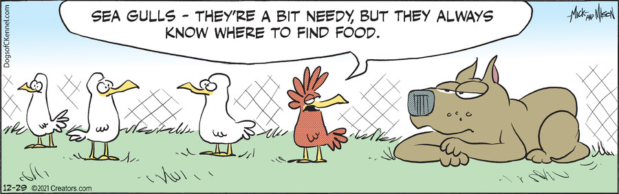 Dogs of C-Kennel for Dec 29, 2021