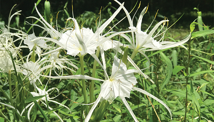 Giant White Spider Lily