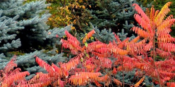 Invasive Plants | Clarke County Tribune