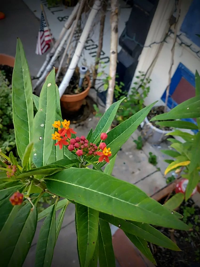 Capturing seasons change as the flowers make way for Autumn