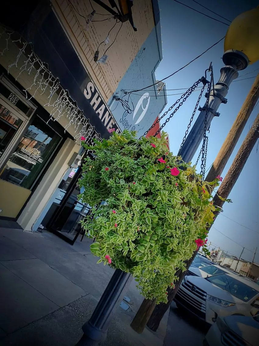 Baskets blooming along the sidewalk