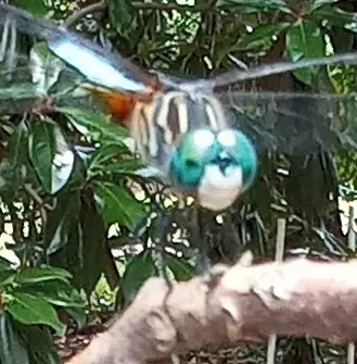 Beautiful Blue Dasher Dragonfly is one of the beneficial species of insects photographed in my backyard.  How many small animals can you discover and record in and around your home or property in Quitman and Clarke County?