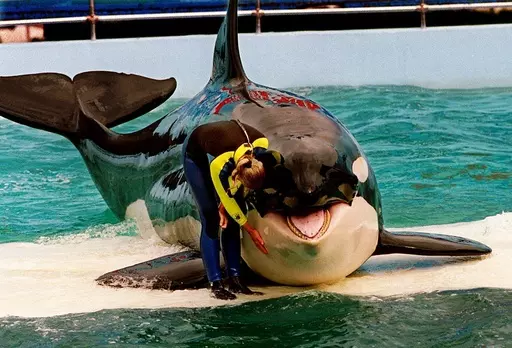 Trainer Marcia Hinton pets Lolita, a captive orca whale, during a performance at the Miami Seaquarium in Miami, March 9, 1995. Lolita, an orca whale held captive for more than a half-century, died Friday, Aug. 18, 2023, at the Miami Seaquarium as caregivers prepared to move her from the theme park in the near future. (Nuri Vallbona/Miami Herald via AP, File)