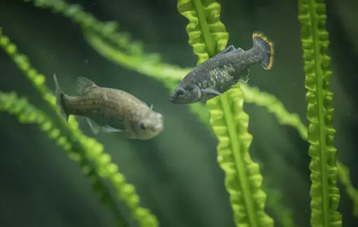 In this undated photo provided by The Chester Zoo shows two "tequila splitfin" fish in an aquarium at the Chester Zoo in Chester, England. This fish that swam in the spring-fed waters of west-central Mexico disappeared toward the end of the 20th century, however scientists and local residents have achieved the unthinkable: the return of a species extinct in nature, but conserved in captivity, to its native habitat. (The Chester Zoo via AP)