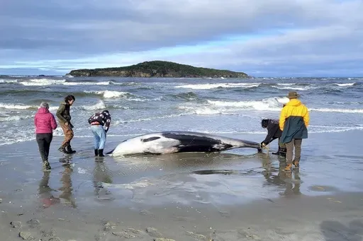 In this photo provided by the New Zealand Department of Conservation, rangers inspect what is believed to be a rare spade-toothed whale on July 5, 2024, after it was found washed ashore on a beach near Otago, New Zealand. (Department of Conservation via AP, File)