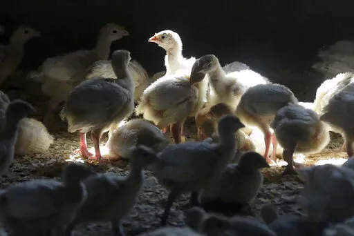 Turkeys stand in a barn on turkey farm near Manson, Iowa on Aug. 10, 2015. When cases of bird flu are found on poultry farms officials act quickly to slaughter all the birds in that flock even when it numbers in the millions, but animal welfare groups say their methods are inhumane. (AP Photo/Charlie Neibergall, File)