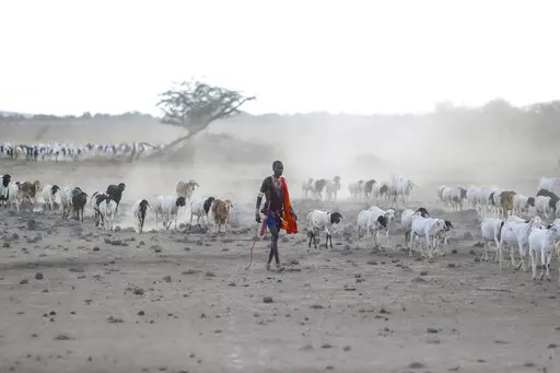A Maasai man walks with his livestock in search of grassland for them to graze, at Ilangeruani village, near Lake Magadi, in Kenya, Nov. 9, 2022. The conference known as COP15, which begins Tuesday, Dec. 6, hopes to set goals for the world for the next decade to help conserve the planet's biodiversity and stem the loss of nature. (AP Photo/Brian Inganga, File)