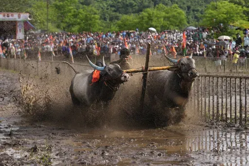 A farmer holds onto the reins as he runs through mud behind his speeding oxen during a traditional oxen plow race known as Nangarni Spardha at Dervan village in Ratnagiri district, in the Indian state of Maharashtra, Thursday, Aug. 22, 2024. (AP Photo/Rajanish Kakade)