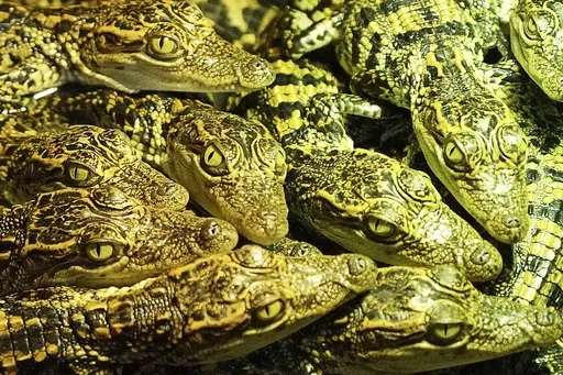 Siamese crocodile hatchlings rest together at a hatchling nursery in Phnom Tamao Zoo in Takeo province, Cambodia, on Aug. 7, 2024. (AP Photo/Heng Sinith)