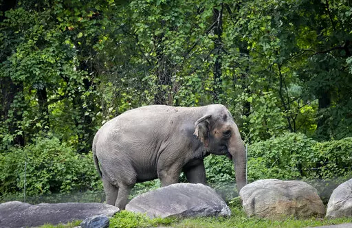 In this Oct. 2, 2018 file photo, Bronx Zoo elephant "Happy" strolls inside the zoo's Asia Habitat in New York.  A legal fight to release Happy the elephant from the Bronx Zoo after 45 years will be argued Wednesday, May 18, 2022,  before New York's highest court in a closely watched case over whether a basic right for people can be extended to an animal. AP Photo/Bebeto Matthews, File)