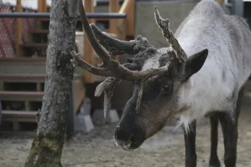 Star, a pet reindeer, is shown in the backyard of his owner Albert Whitehead in downtown Anchorage, Alaska, on March 11, 2025. (AP Photo/Mark Thiessen)