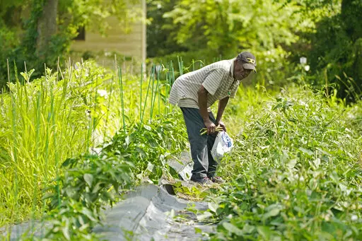 Roger Britt looks through a row of snap peas as he choses an assortment of vegetables for his dinner from a community garden in downtown Jackson, Miss., Monday, June 13, 2022. Britt braved the oppressive heat for an hour for a sackful of green beans, tomatoes, snap peas and okra. (AP Photo/Rogelio V. Solis)