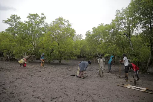 Members of Mikoko Pamoja, Swahili for 'mangroves together', plant mangrove trees in the beaches of Gazi Bay, in Kwale county, Kenya on June 12, 2022. In Kenya's Gazi Bay, arguably the continent's most famous mangrove restoration project, thousands of trees have been planted thanks to nearly a decade of concerted efforts to offset carbon dioxide released by faraway governments and companies seeking to improve their climate credentials. (AP Photo/Brian Inganga, File)