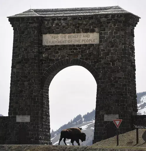 In this April 15, 2008, file photo, a bison makes its way across the historic gate to Yellowstone National Park at Gardiner, Mont. As Yellowstone National Park in Wyoming opens for the busy summer season, wildlife advocates are leading a call for a boycott of the conservative ranching state over laws that give people wide leeway to kill gray wolves with little oversight. (James Woodcock/The Billings Gazette via AP, File)