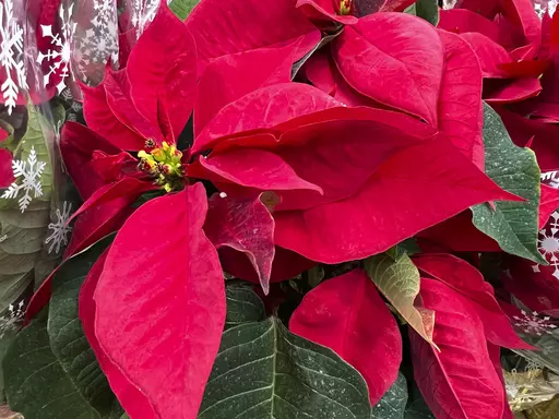 This Dec. 14, 2023, image provided by Jessica Damiano shows a grouping of poinsettia plants on display in Old Brookville, New York. (Jessica Damiano via AP)