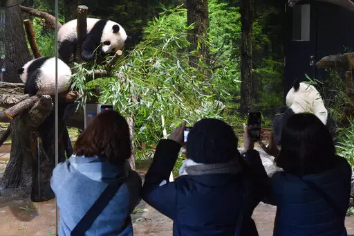 In this photo provided by Tokyo Zoological Park Society, visitors use smartphones to take pictures of Japanese-born twin pandas and their mother at Ueno Zoo in Tokyo, Wednesday, Jan. 12, 2022. Twin panda cubs made their first public appearance Wednesday before their devoted fans but only briefly - just for three days for now - due to the upsurge of the highly transmissible coronavirus variant.  (Tokyo Zoological Park Society via AP )