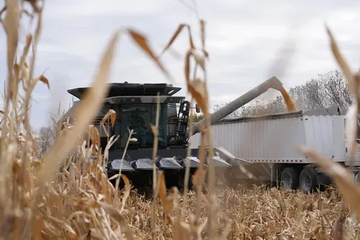 Martin Larsen transfers corn from his combine to a delivery truck, Oct. 18, 2024, in Oronoco, Minn. (AP Photo/Abbie Parr, File)