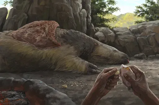 This illustration provided by researchers depicts a person carving an osteoderm from a giant sloth in Brazil about 25,000 to 27,000 years ago. (Júlia d'Oliveira via AP)