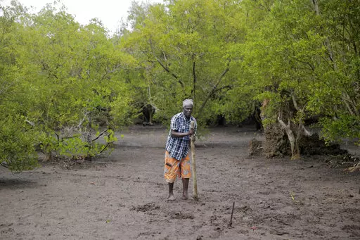 A member of Mikoko Pamoja, Swahili for 'mangroves together', plants a mangrove tree at Gazi Bay, in Kwale county, Kenya, June 12, 2022. African nations want to increase how much money they receive from schemes that offset greenhouse gas emissions and are looking for ways to address the issue at U.N. climate talks currently underway in Egypt. Carbon offsets, where polluting companies can effectively cancel out their emissions by paying into initiatives such as tree-planting, are currently cheaper