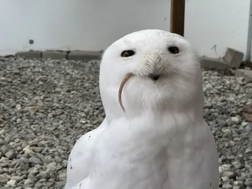 A snowy owl named Ghost eats a frozen rat at the Bird Treatment and Learning Center on Feb. 6, 2025, in Anchorage, Alaska. The center is among animal shelters and zoos around the country providing cathartic avenues for the scorned to get a little revenge on Valentine's Day. (AP Photo/Mark Thiessen)