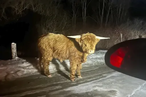 This photo provided by Caitlin Mandracchi shows a Scottish Highland bull on the loose in New Milford, Conn., on Tuesday, Feb. 18, 2025. (Caitlin Mandracchia via AP)