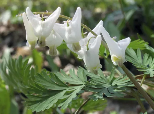This July 12, 2005, image provided by Bugwood.org shows dutchman's breeches (Dicentra cucullaria). (Joseph OBrien/USDA Forest Service/Bugwood.org via AP)