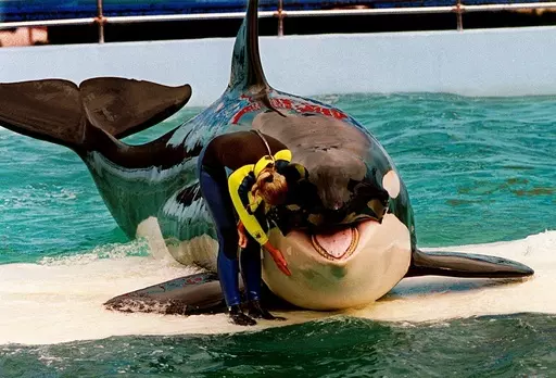 Trainer Marcia Hinton pets Lolita, a captive orca whale, during a performance at the Miami Seaquarium in Miami, March 9, 1995. Lolita, an orca whale held captive for more than a half-century, died Friday, Aug. 18, 2023, at the Miami Seaquarium as caregivers prepared to move her from the theme park in the near future. A Pacific white-sided dolphin who shared a tank with Lolita at the Miami Seaquarium until Lolita died has been moved to SeaWorld San Antonio, where he will live with others of his s