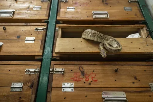 A pet snake crawls out from the cabinet at the family-run snake soup restaurant in Hong Kong, Monday, Jan. 6, 2025. (AP Photo/Chan Long Hei)