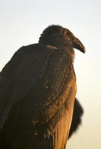 This Dec. 23, 2023 image provided by The Peregrine Fund shows a young condor named Milagra while at the World Center for Birds of Prey in Boise, Idaho. (Kelsey Tatton/The Peregrine Fund via AP)