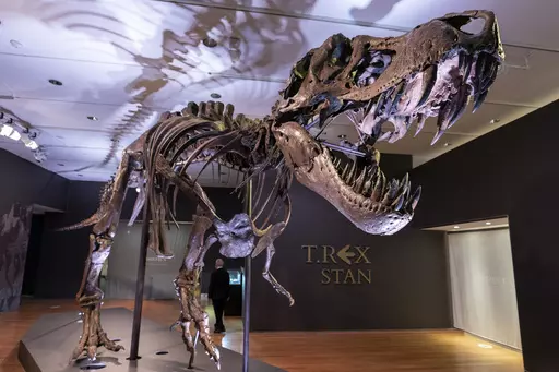 Stan, one of the largest and most complete Tyrannosaurus rex fossil discovered, is on display, Tuesday, Sept. 15, 2020, at Christie's in New York. The teeth on T. rex and other big theropods were likely covered by scaly lips, concludes a study published Thursday, March 30, 2023, in the journal Science. The dinosaur's teeth didn't stick out when its mouth was closed, and even in a wide open bite, you might just see the tips, the scientists found. (AP Photo/Mary Altaffer, File)