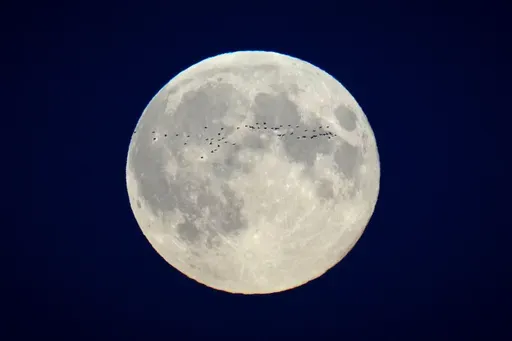 A flock of birds fly in front of the full moon over the city centre in Tallinn, Estonia, Oct. 17, 2024. (AP Photo/Sergei Grits, File)