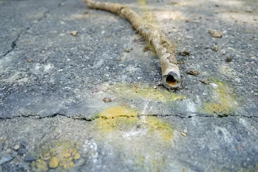 A lead water service line from 1927 lays on the ground on a residential street after being removed on June 17, 2021, in Denver. Some 9.2 million lead pipes carry water into homes across the U.S., with more in Florida than any other state, according to a new Environmental Protection Agency survey that will dictate how billions of dollars to find and replace those pipes are spent. (AP Photo/Brittany Peterson, File)