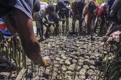 People plant mangroves during a community exercise to restore their habitat in Mtwapa, on the Indian Ocean coast of Kenya, Wednesday, April 13, 2022. In a bid to protect coastal communities from climate change and encourage investment, African nations are increasingly turning to mangrove restoration projects. (AP Photo)