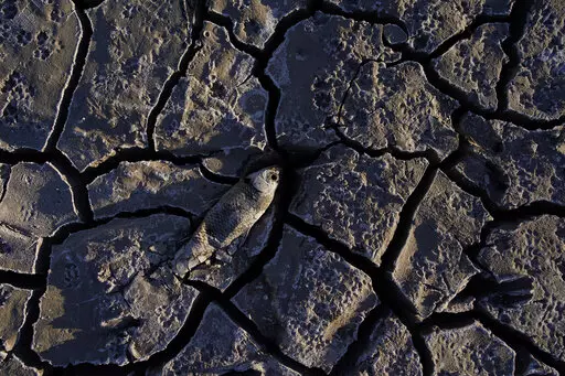 A dead fish that used to be underwater sits on cracked earth above the water level on Lake Mead at the Lake Mead National Recreation Area on May 9, 2022, near Boulder City, Nev. Federal officials on Tuesday, Aug. 16, 2022, are expected to announce water cuts that would further reduce how much Colorado River water some users in the seven U.S. states reliant on the river and Mexico receive. (AP Photo/John Locher, File)
