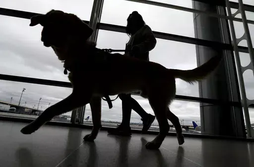 A trainer walks with a service dog through the Terminal C at Newark Liberty International Airport while taking part of a training exercise, Saturday, April 1, 2017, in Newark, N.J. All dogs coming into the U.S. from other countries must be at least 6 months old and microchipped, according to new government rules published Wednesday, May 8, 2024. The new rules were prompted by concerns about dogs coming from countries where rabies is common, and applies to dogs brought in by breeders or rescue gr