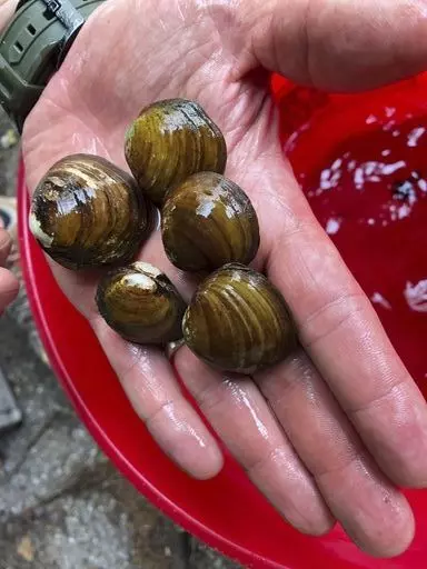 In this undated photo provided by U.S. Fish and Wildlife Service are round hickorynut mussels. The U.S. Fish and Wildlife Service said Wednesday, March, 8, 2023, it will designate the longsolid and round hickorynut mussels as threatened. This means they're likely to become in danger of extinction. (U.S. Fish and Wildlife Service via AP)