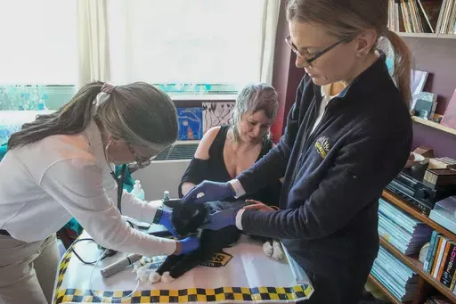 Dr. Amy Attas, left, and licensed veterinary technician Jeanine Lunz, right, examine Puddy Beyer, a 19 year old male Domestic Short Haired cat as his human Wendy Beyer, center, looks on during a house call, Tuesday, April 23, 2024, in New York. (AP Photo/Mary Altaffer)