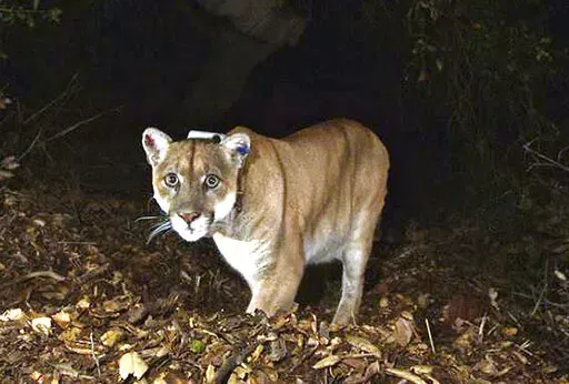 This Nov. 2014, file photo provided by the U.S. National Park Service shows a mountain lion known as P-22, photographed in the Griffith Park area near downtown Los Angeles. P-22, the celebrated mountain lion that took up residence in the middle of Los Angeles and became a symbol of urban pressures on wildlife, was euthanized after dangerous changes in his behavior led to examinations that revealed poor health and an injury likely caused by a car. (U.S. National Park Service, via AP, File)