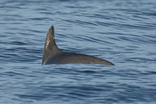 In this photo courtesy of the Sea Shepherd Conservation Society, a vaquita marina swims in the Biosphere Reserve of the Upper Gulf of California and Colorado River Delta, in the Sea of Cortez, Mexico, May 20, 2023. Experts on the expedition estimate they saw between 10 and 13 of the porpoises during nearly two weeks of sailing in May 2023 in the Gulf of California. (Sea Shepherd Conservation Society via AP)