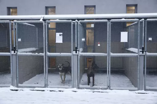 Two dogs wait to be adopted or temporarily fostered, in Krakow, Poland, on Sunday Jan. 7, 2024. The KTOZ Shelter for Homeless Animal on Friday sent out an urgent appeal to people to adopt or at least temporarily shelter some of its dogs until the dangerous cold spell passes. It didn't have room inside for all its 300 dogs and some where in pens outdoors. What it called "Operation Frost" was a huge success, with people arriving in droves, waiting in lines for hours and taking home 120 pups. (AP P