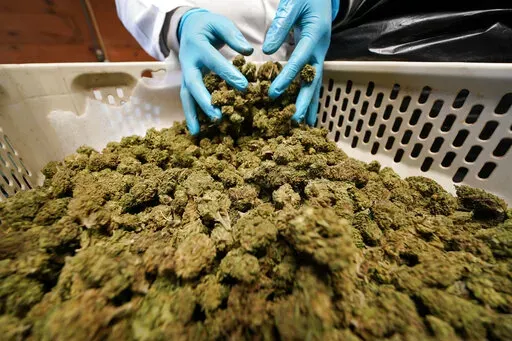 Dried hemp plants are sorted and trimmed at Hepworth Farms in Milton, N.Y., Monday, April 12, 2021. New York's first 100 to 200 retail cannabis licenses will be solely for people with marijuana-related convictions or their immediate family, state officials said Wednesday, March 9, 2022, in an effort to redress the inequities of a system that has locked up people of color for marijuana offenses at disproportionate rates. (AP Photo/Seth Wenig, File)