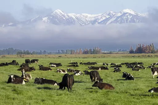 Dairy cows graze on a farm near Oxford, in the South Island of New Zealand on Oct. 8, 2018. New Zealand's government on Tuesday, Oct. 11, 2022 proposed taxing the greenhouse gasses that farm animals make from burping and peeing as part of a plan to tackle climate change. (AP Photo/Mark Baker, File)